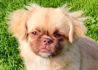 Söta Glimma , tibetansk spaniel 