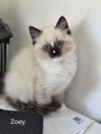 Ragdoll kattungar (honor)