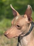Söt helnaken Xoloitzcuintle kille 1år