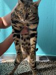 Bengalhane med stamtavla —2500kr