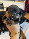rottweiler valpar 