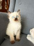 Ragdoll kattungar 