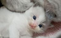 Gosiga ragdoll kattungar