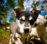 Alaskan Husky-valpen Olle 