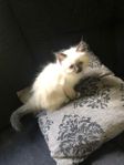 Helig Birma kattungar