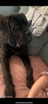 renrasig Cane Corso hane 10 månader
