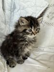 kattunge hona långhårig