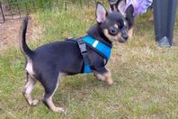 Björn chihuahua kille