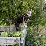Omplacering av katt