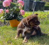 Långhårig Chihuahua pojke *Skorpan*