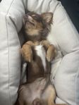 Valp hane chihuahua 