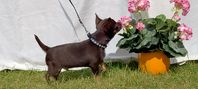 Chokladoch tan, chihuahua pojke *Muffin*