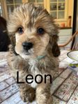 Pudel/shihtzu/Bichon havanais