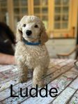Shihtzu/Pudel