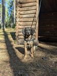 jakthund wachtel/gråhund. omplacering.