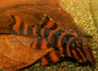 L306 Blood Red Tiger pleco