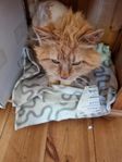 Hankatt okastrerad, cippad 