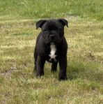 Staffordshire Bullterrier Hanvalp