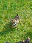 långhåriga chihuahuavalpar