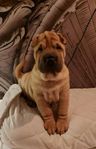 Bedårande söt snäll Shar pei flicka 17 veckor