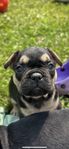 Fransk bulldog levkl 19/06