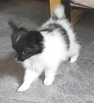 Papillon reg.i SKK