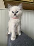 Underbara Ragdollkattungar