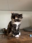 Maine Coon/Norsk Skogkatt/Ragdoll kattungar