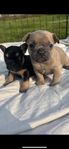 Fransk Bulldog levkl 28/06