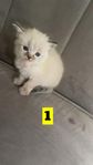 Söta Ragdoll