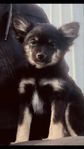Pomchi 