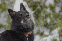 En klok och kärleksfull Blacky väntar på sin familj