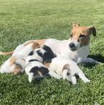 Jack Russell, SKK-registrerade