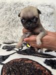 Mops/Shih tzu