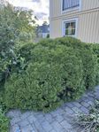 Tuja gratis mot bortforsling 