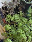 plantor: tomat, gurka, melon, pumpa mm 