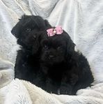 Shihpoo 3.dje gen. Allergivänliga & Fällfria