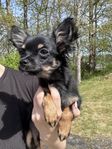 chihuahua hane stamtavla skk 