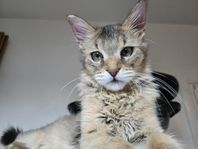 Chausie hona med stamtavla – redo att flytta!