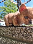 fransk bulldogg valp