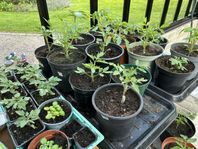 Tomatplantor