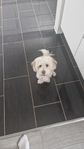 Malteser/Chinese cresent powder puff