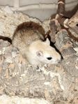 Gerbil ungar