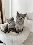 Brittiska shorthair