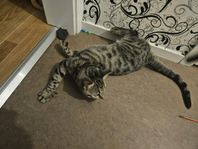 Snäll och vacker katt söker nytt hem – Shadow