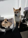 shiba inu valpar