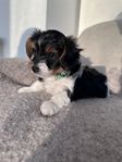 Söt Biewer Terrier-valp söker kärleksfull hem!