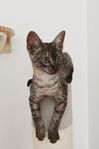 Egyptisk mau kattunge