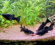 Black Molly och Pleco mal