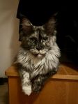 Maine Coon hona